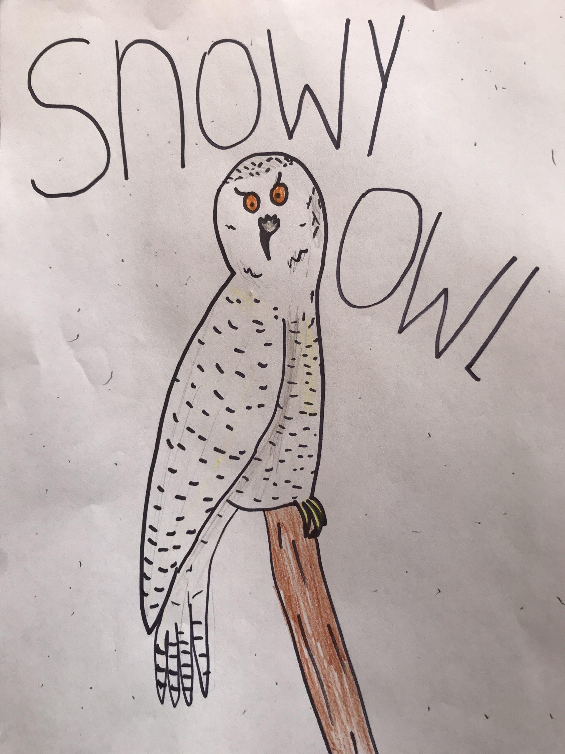 Snowy owl.