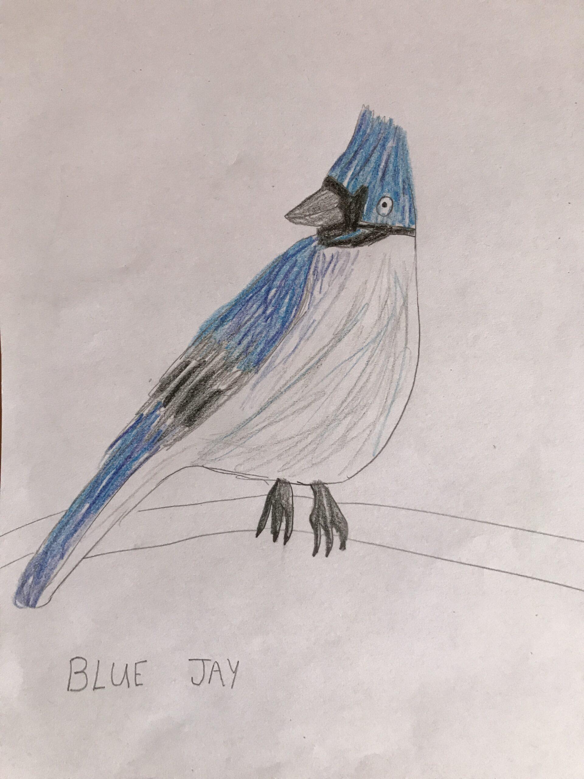 Blue jay.
